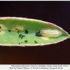 polyommatus rjabovi talysh larva2a